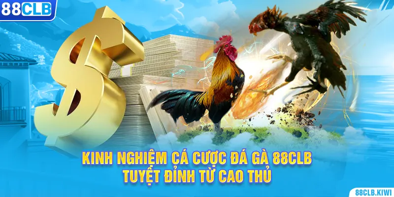 BJ72 đá gà cá cược trực tuyến cực hot năm 2025 - Khám Phá Thế Giới Đá Gà Online