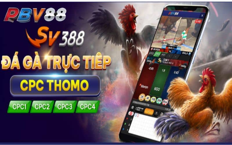 Cá cược đá gà Campuchia BJ72 có uy tín không? - Khám phá độ tin cậy và chất lượng dịch vụ