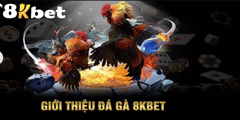 Có nên cá cược đá gà tại BJ72 không? - Phân tích chi tiết về sự lựa chọn này