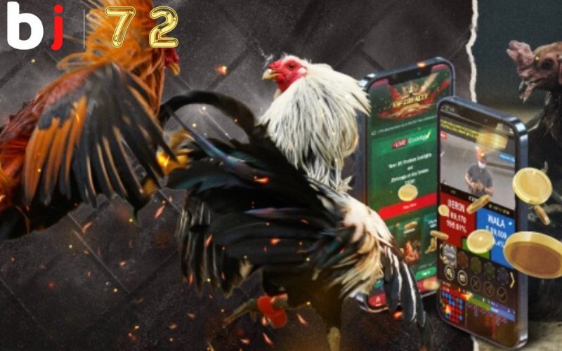 Làm thế nào để xem đá gà trực tiếp Thomo BJ72 - Hướng dẫn chi tiết cho người mới