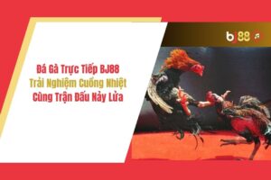 Trực tiếp đá gà cựa sắt BJ72 có bình luận tiếng Việt không? - Khám phá thế giới đá gà sôi động